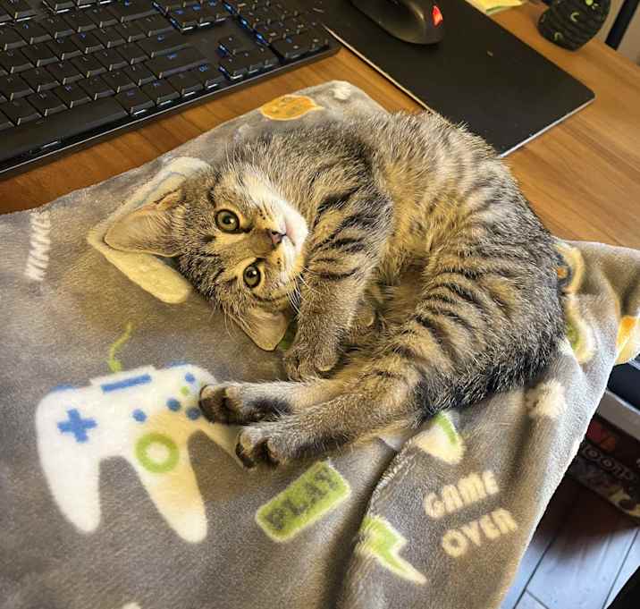 Photo of Boo
