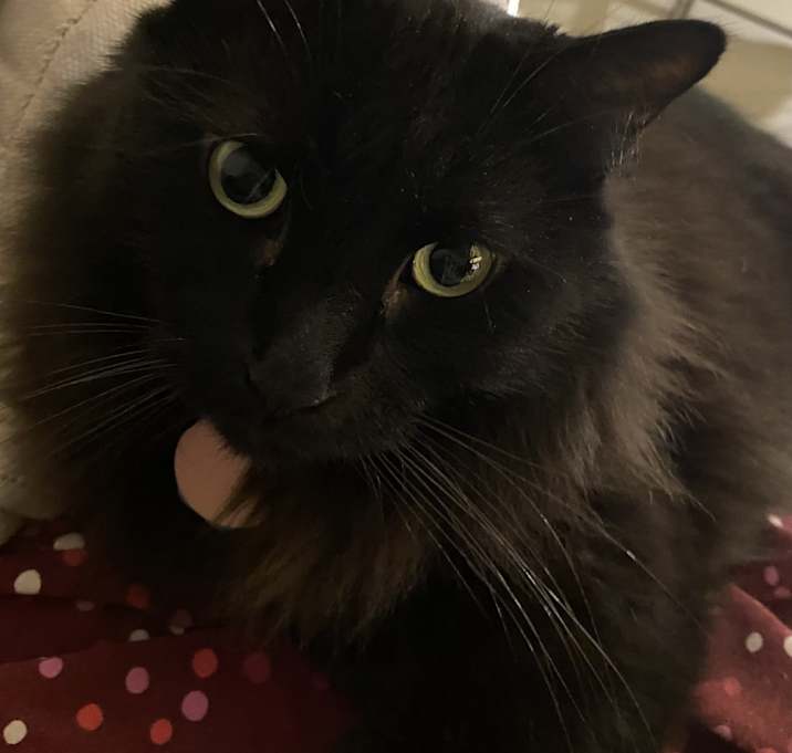Photo of Jinx