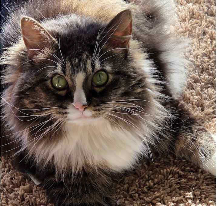 Photo of Chloe aka Fat Cat