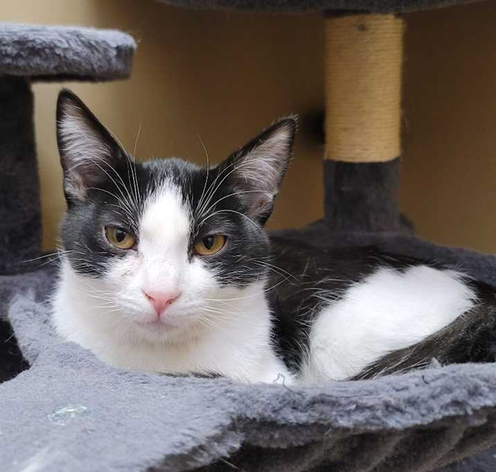 Photo of Binx