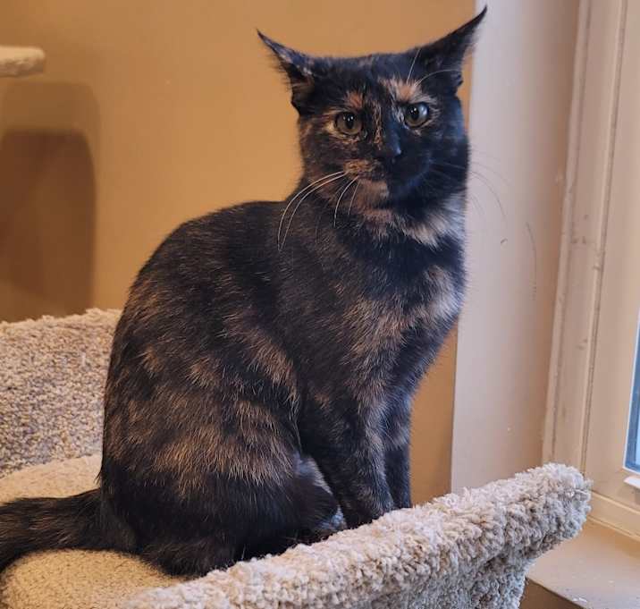 Photo of Calypso