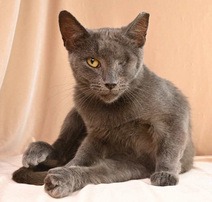 Photo of Gracie