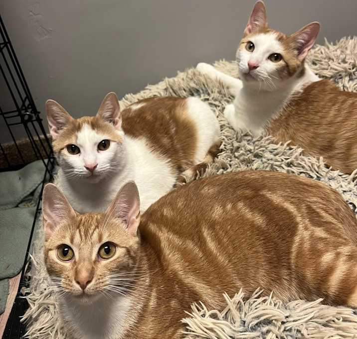Photo of Barbie + Ken + Midge
