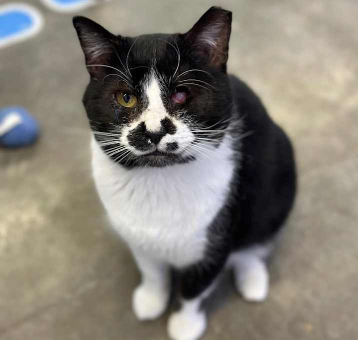 Photo of Popeye