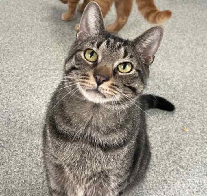 Photo of Tigger
