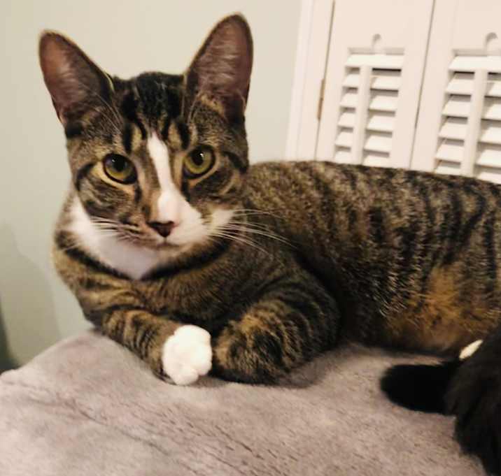 Photo of Dexter