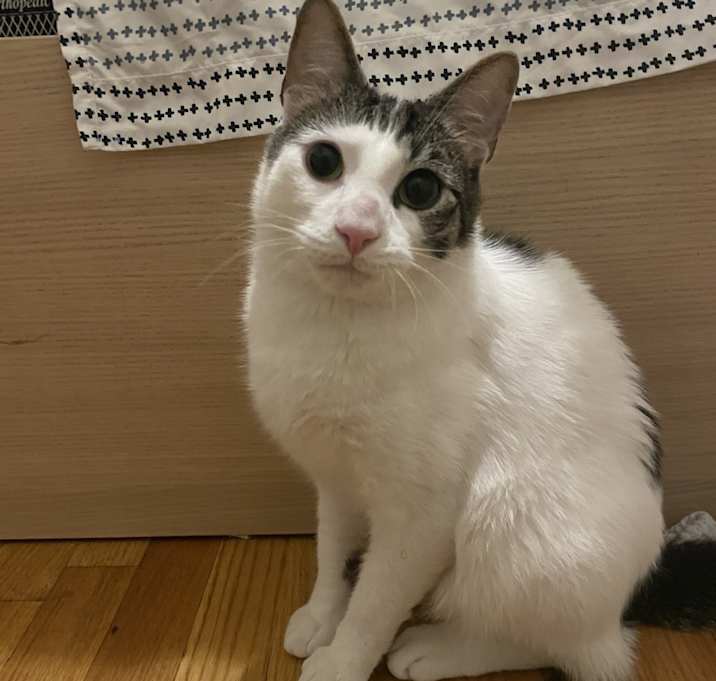 Photo of lychee