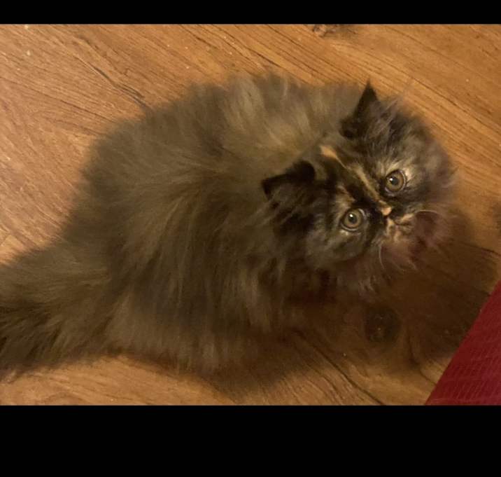 Photo of Penny