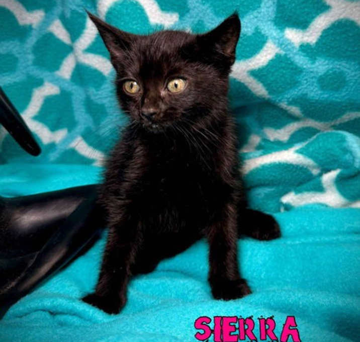 Photo of Sierra