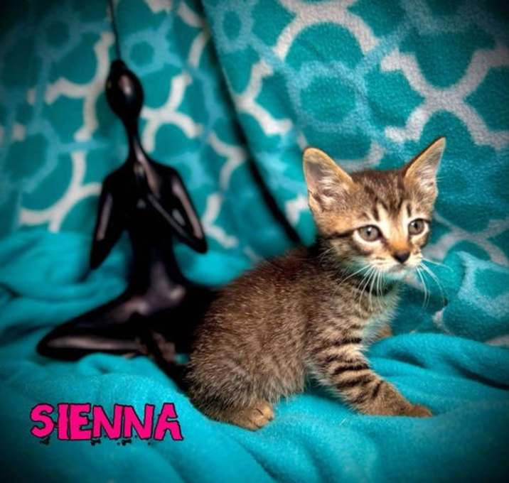 Photo of Sienna