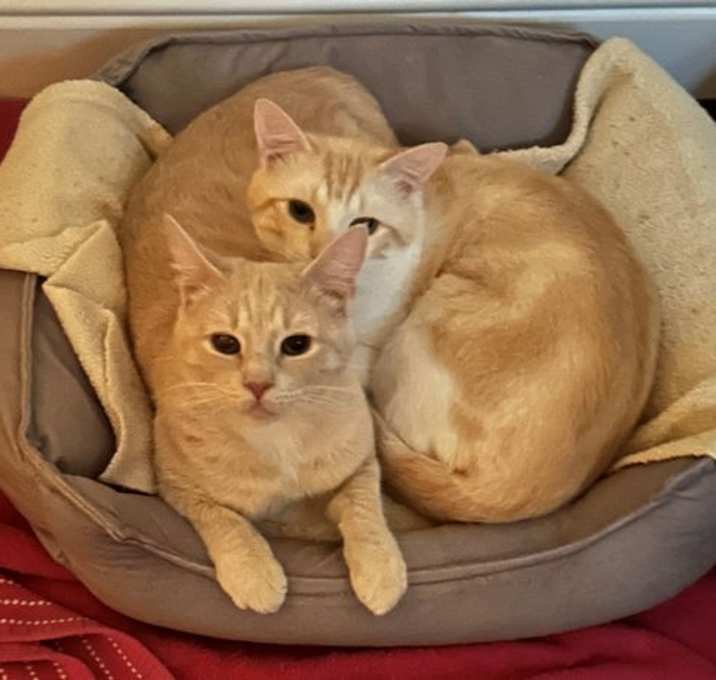 Photo of Mutt & Jeff