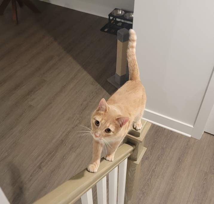 Photo of Merlin