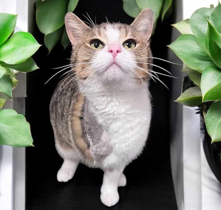 Photo of Koa