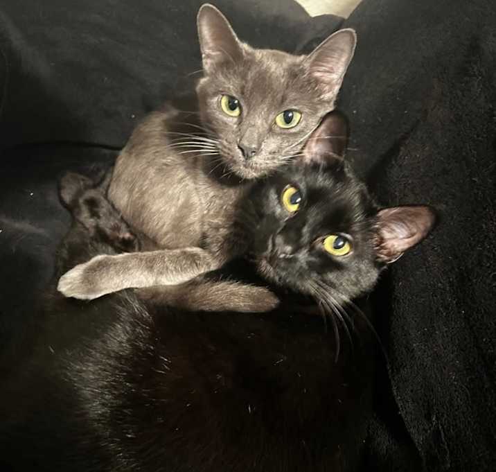Photo of Maple and Hogie - Bonded Pair