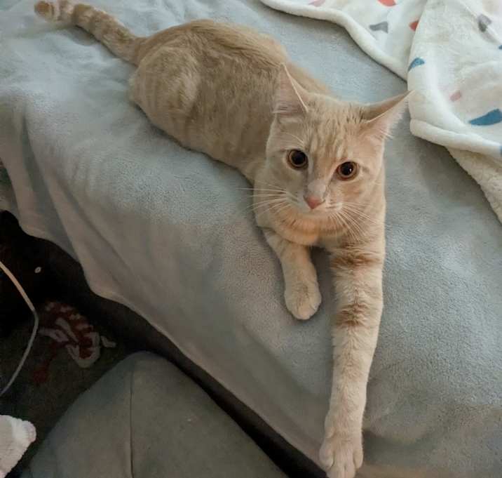 Photo of Little Orange Man