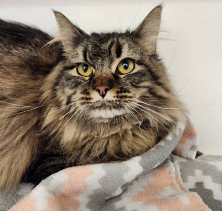 Photo of Mowgli 206067