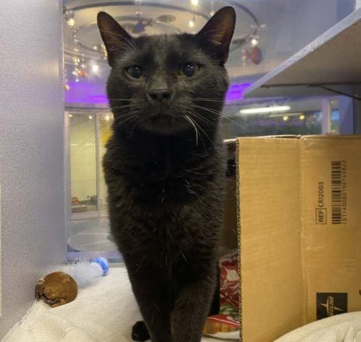 Photo of Spartacus