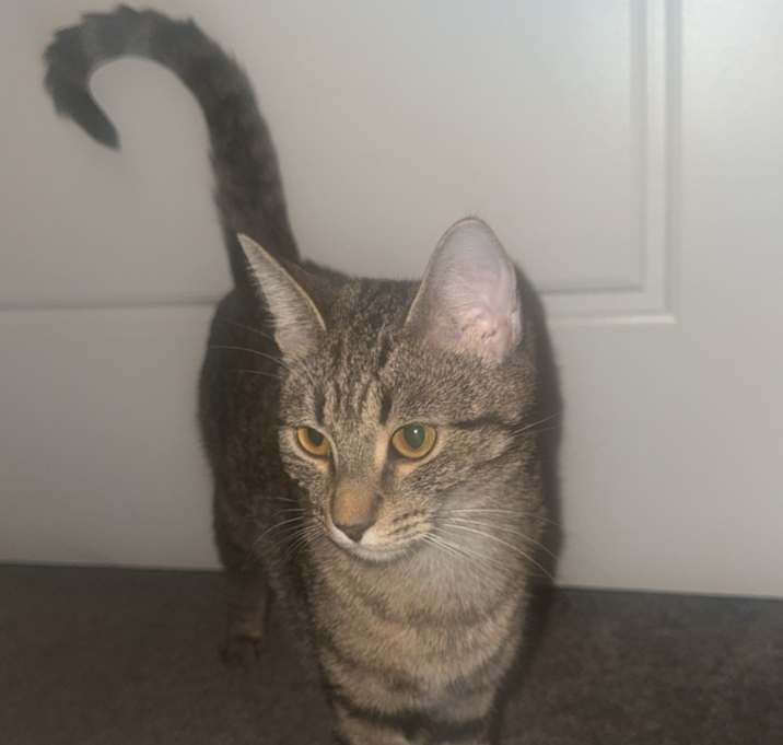 Photo of Bagel