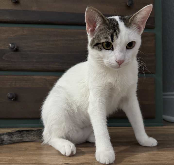 Photo of Opal