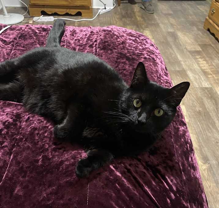 Photo of Midnight