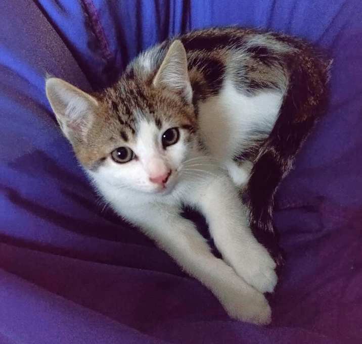 Photo of Bowser