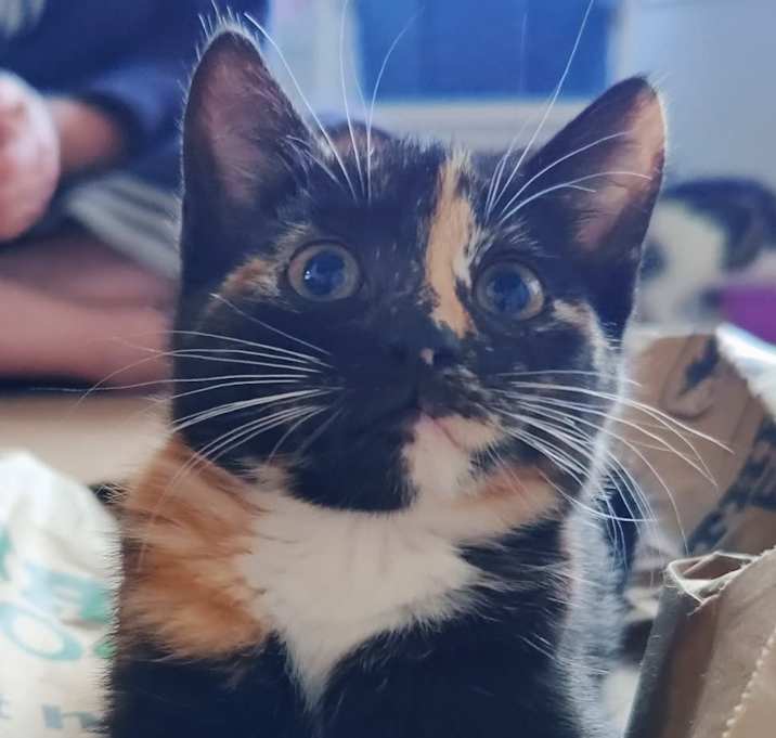 Photo of Peach