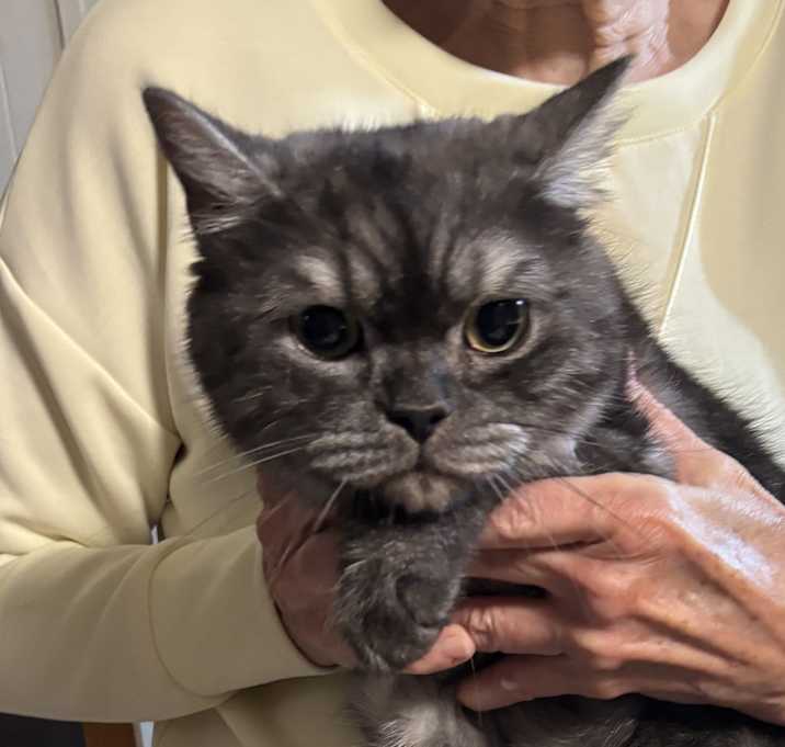 Photo of Eli (British Shorthair)