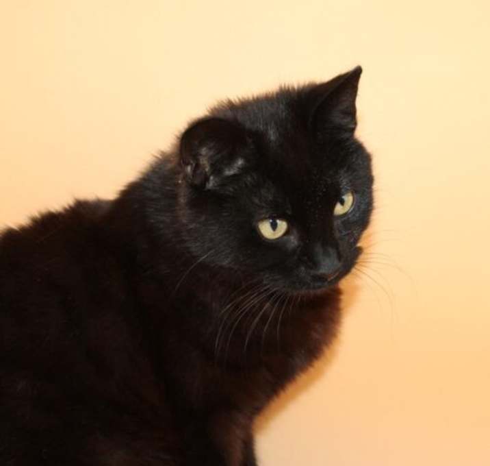Photo of Willis