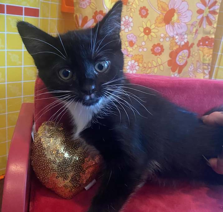 Photo of Oreo
