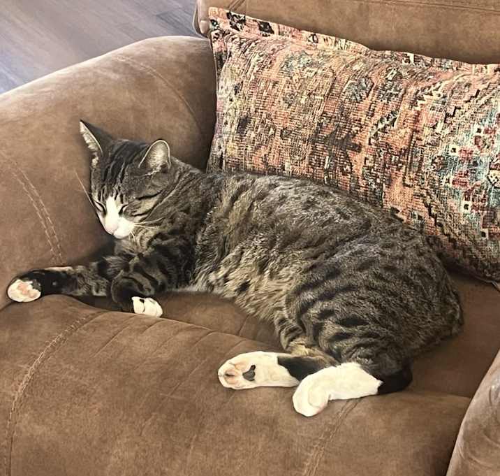 Photo of Milo