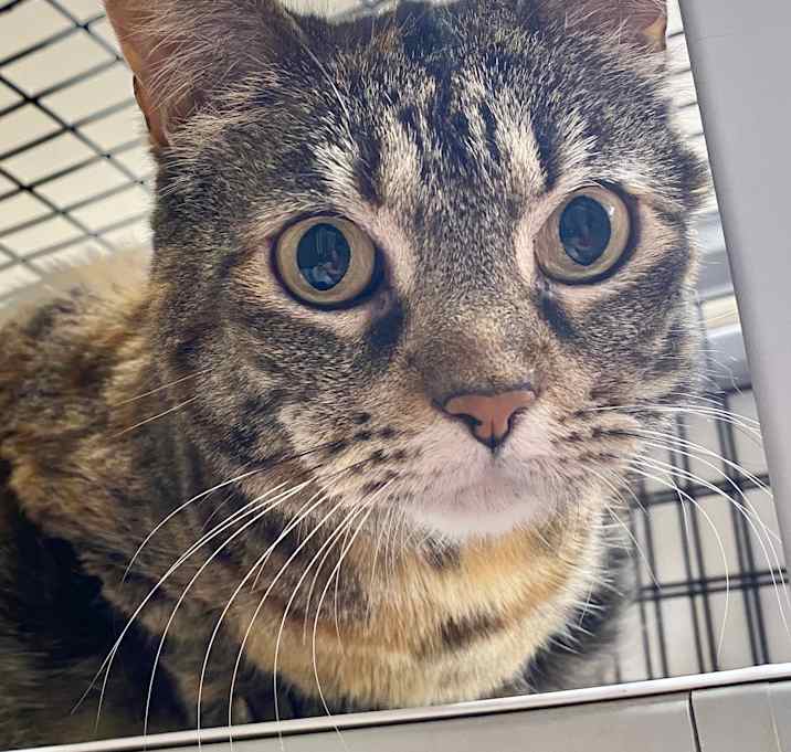Photo of Mau