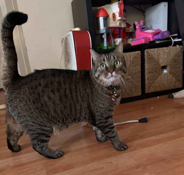 Photo of Princess sparkles
