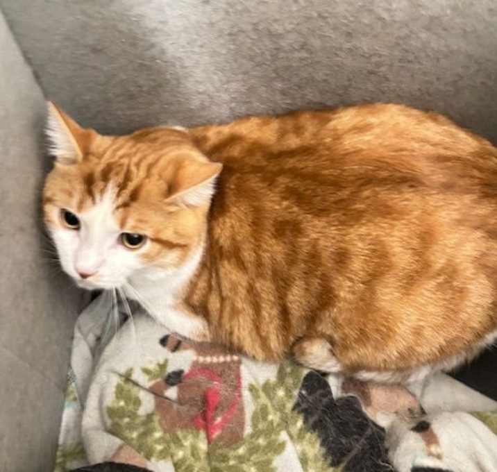 Photo of Bashful