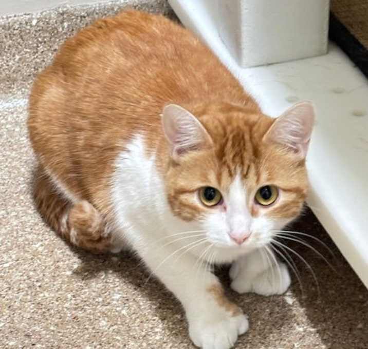 Photo of Sweet Pea