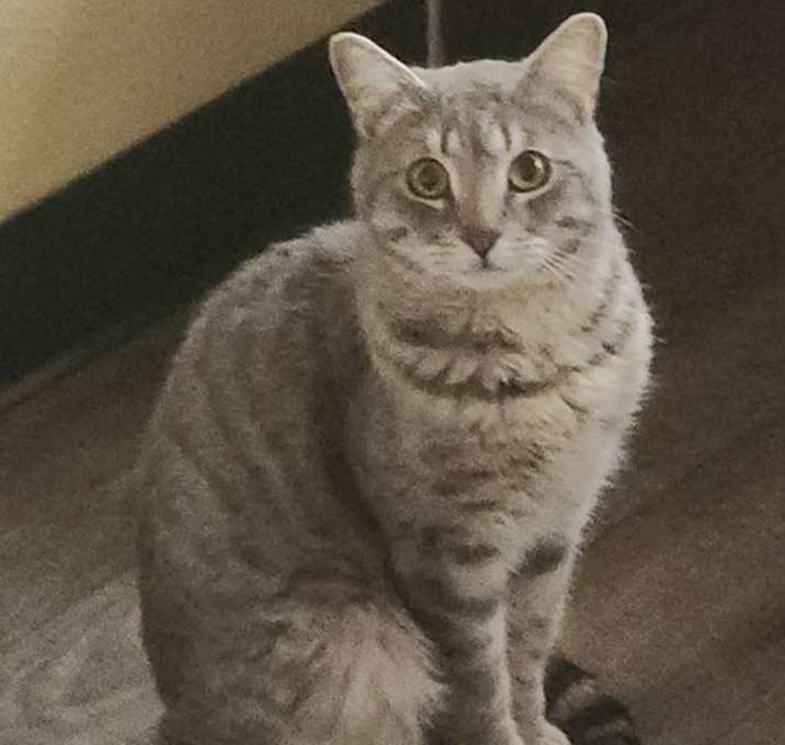 Photo of Waffles