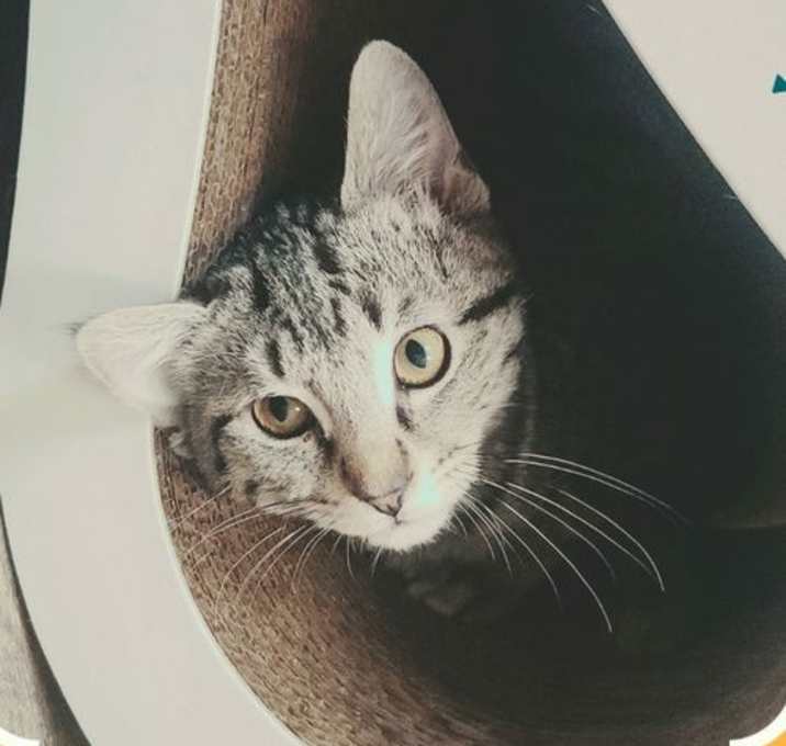 Photo of Gordy