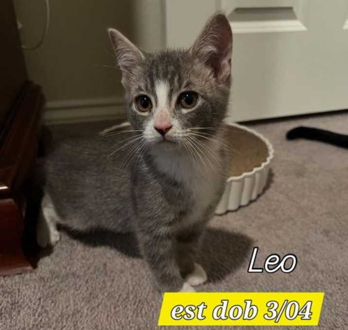 Photo of Leo
