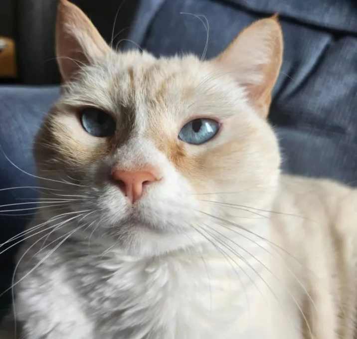 Photo of Yam
