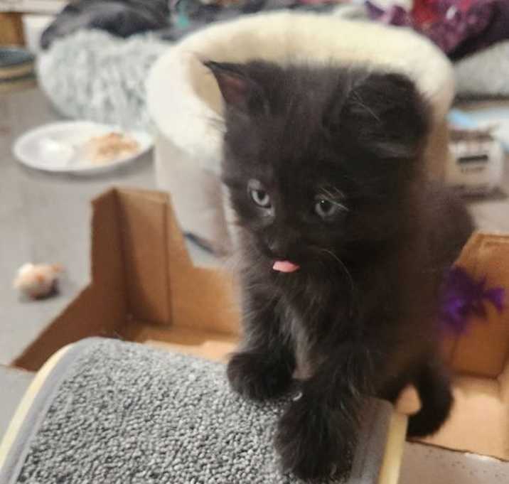 Photo of Bluebell