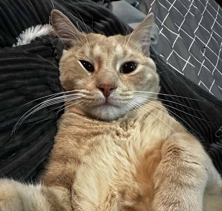 Photo of Bronco