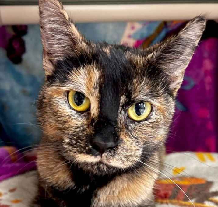 Photo of Harlyn - Name Your Own Adoption Fee!