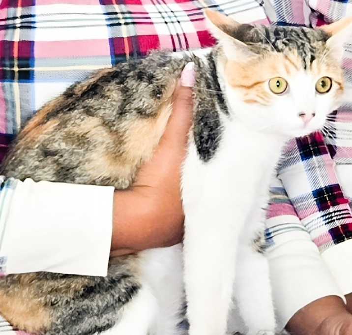 Photo of Ginger