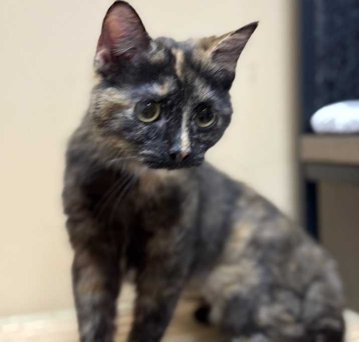 Photo of Wiggles - LG