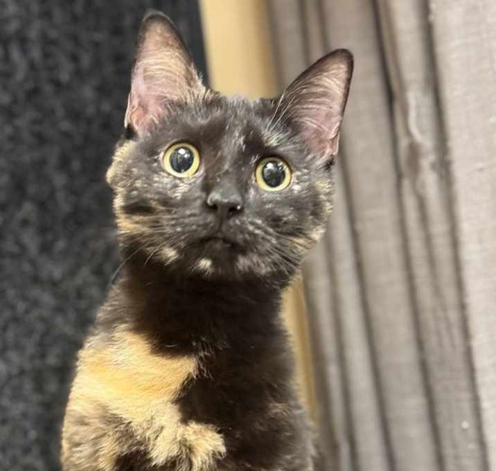 Photo of Stormy - LG
