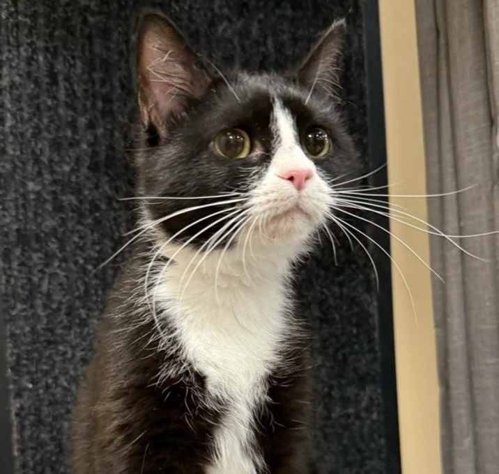 Photo of Whiskers - LG