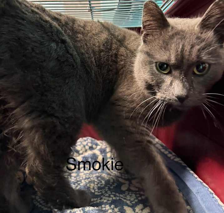 Photo of Smokie
