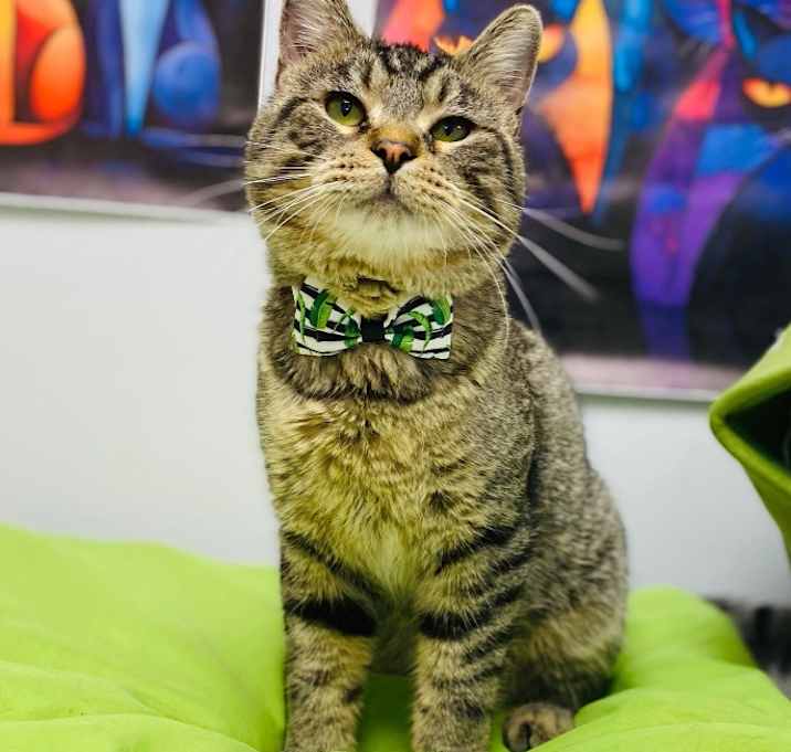 Photo of Chubbs