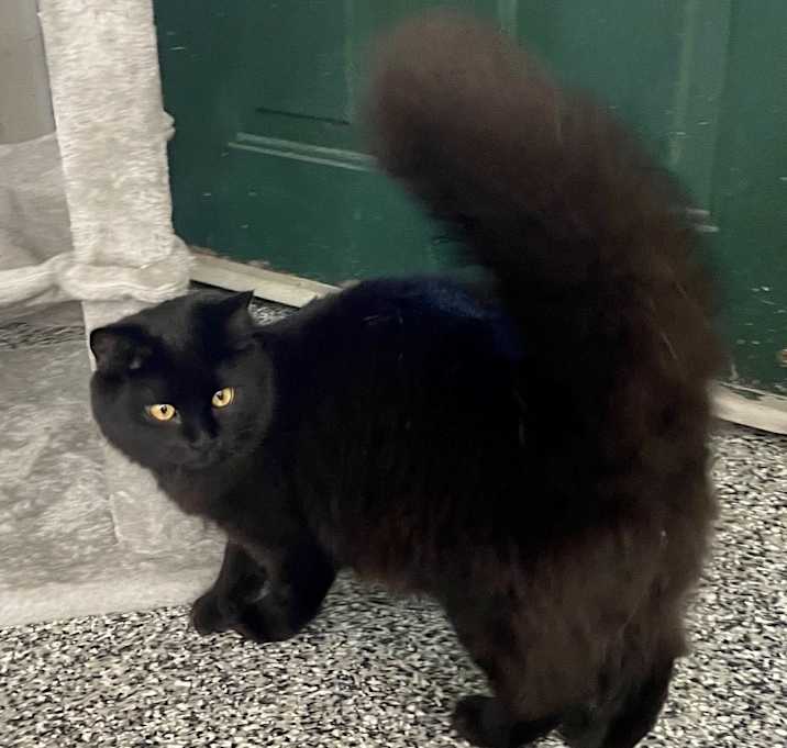 Photo of Mara