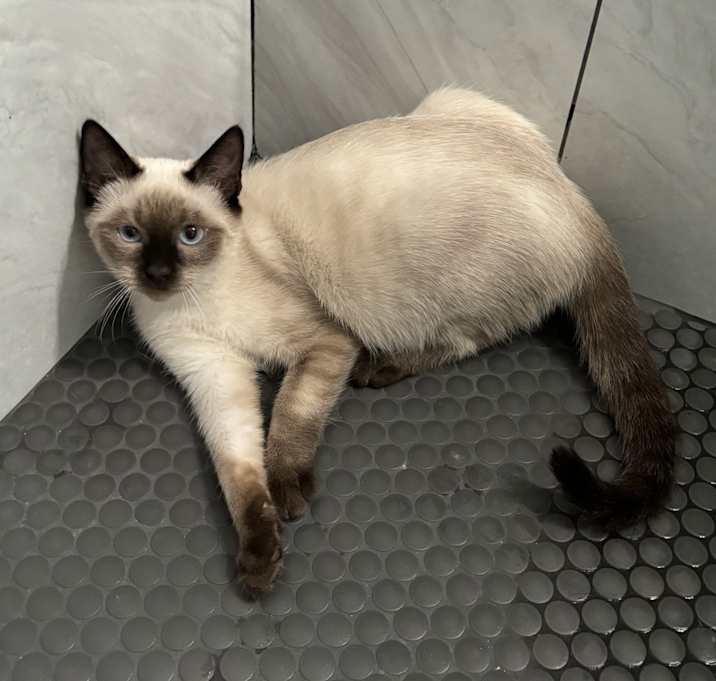 Photo of Lucky
