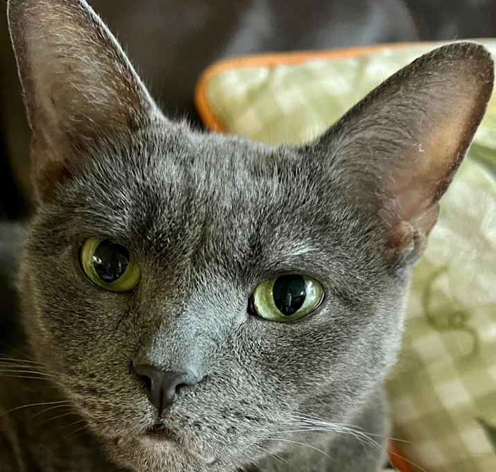 Photo of Roxy